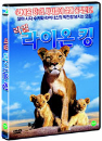 DVD]Pride / DVD]리얼 라이온 킹 (2disc) - 실사 애니메이션