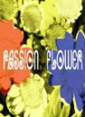 DVD]T - Square : Live Passion Flower / DVD]티 - 스퀘어 :라이브 패션 플라워 2005년 라이브